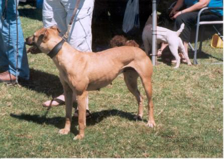 David hancock best sale lurchers for sale